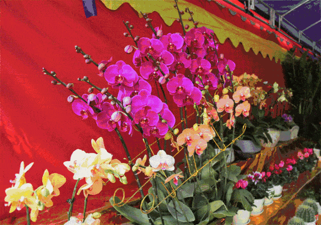 热门话题迎春,聚焦年度热门话题，共鉴新春盛宴